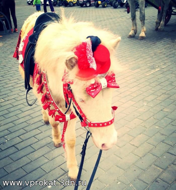 Прокат и аренда лошади (пони) на праздники в прокат, категория: животные