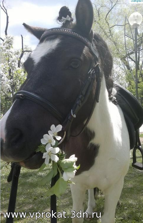 Аренда лошадей в прокат, категория: животные