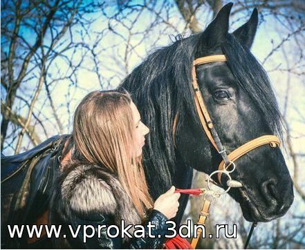 Аренда лошадей в прокат, категория: животные